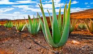 The Science Behind Aloe Vera & its Remarkable Advantages For Health